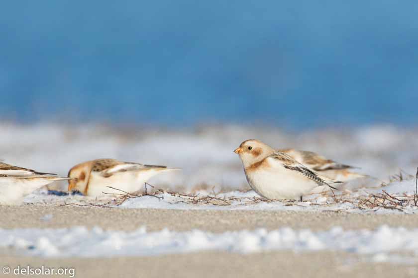 Canon EOS 7D Mark II  --  560 mm  --  EF100-400mm f/4.5-5.6L IS II USM +1.4x III  