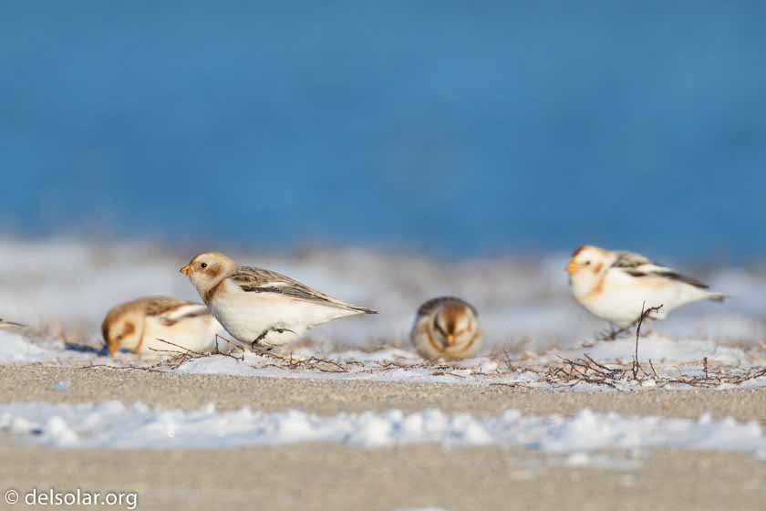 Canon EOS 7D Mark II  --  520 mm  --  EF100-400mm f/4.5-5.6L IS II USM +1.4x III  