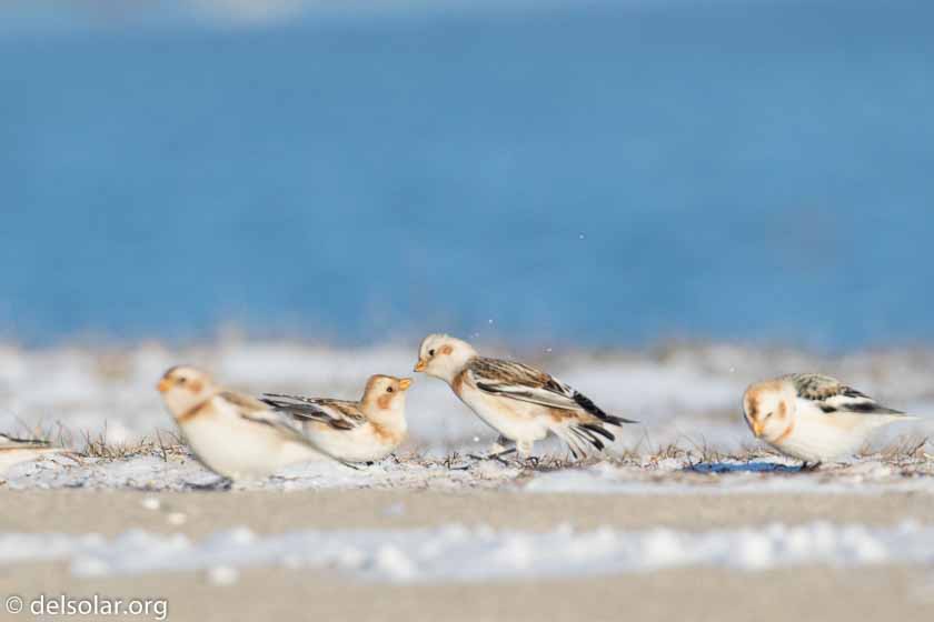 Canon EOS 7D Mark II  --  490 mm  --  EF100-400mm f/4.5-5.6L IS II USM +1.4x III  