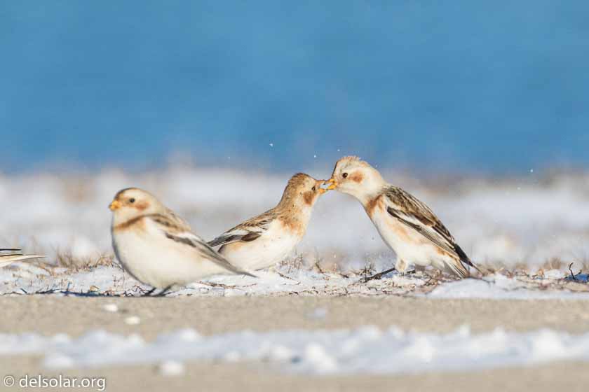 Canon EOS 7D Mark II  --  490 mm  --  EF100-400mm f/4.5-5.6L IS II USM +1.4x III  