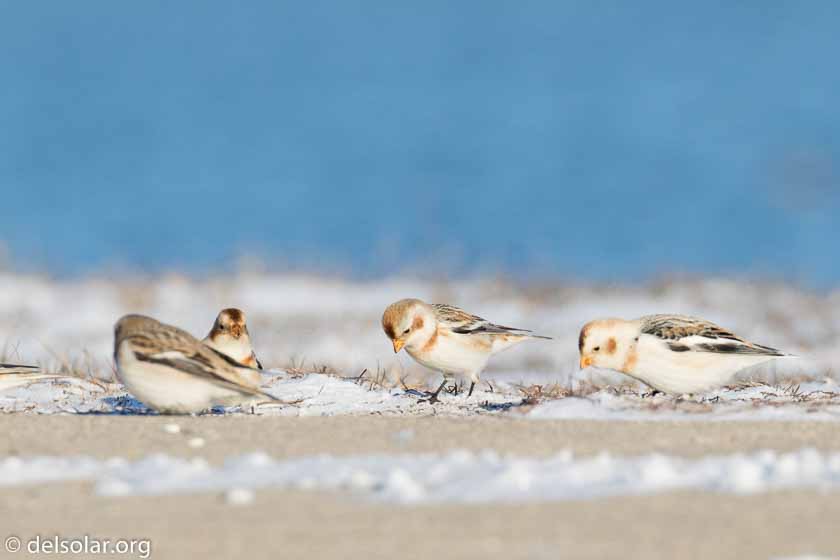 Canon EOS 7D Mark II  --  463 mm  --  EF100-400mm f/4.5-5.6L IS II USM +1.4x III  