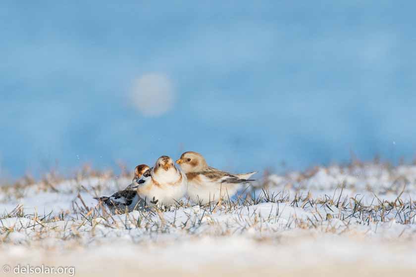 Canon EOS 7D Mark II  --  560 mm  --  EF100-400mm f/4.5-5.6L IS II USM +1.4x III  