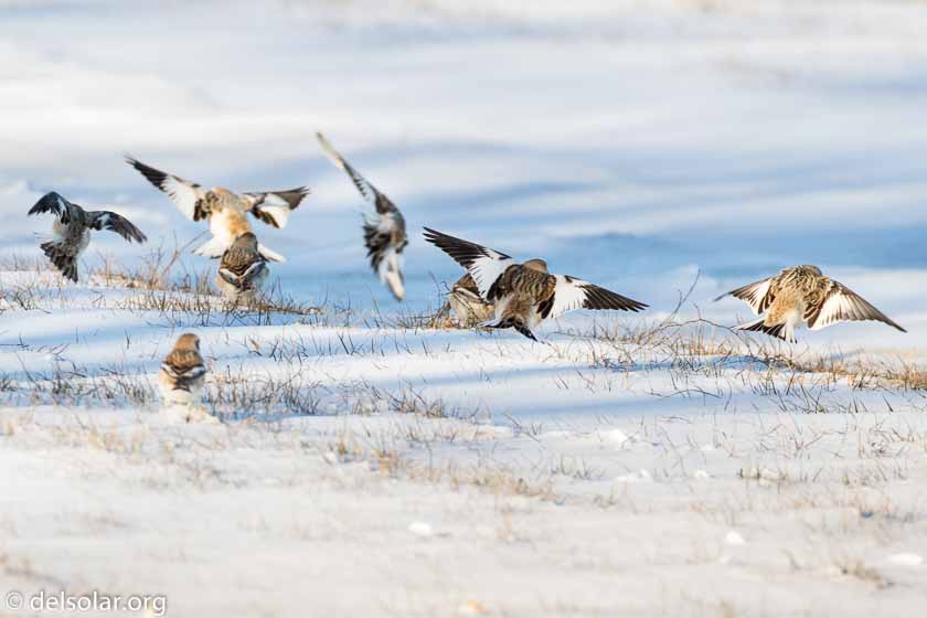 Canon EOS 7D Mark II  --  390 mm  --  EF100-400mm f/4.5-5.6L IS II USM +1.4x III  