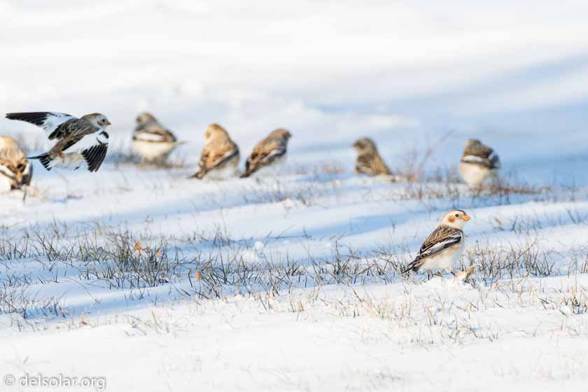 Canon EOS 7D Mark II  --  390 mm  --  EF100-400mm f/4.5-5.6L IS II USM +1.4x III  