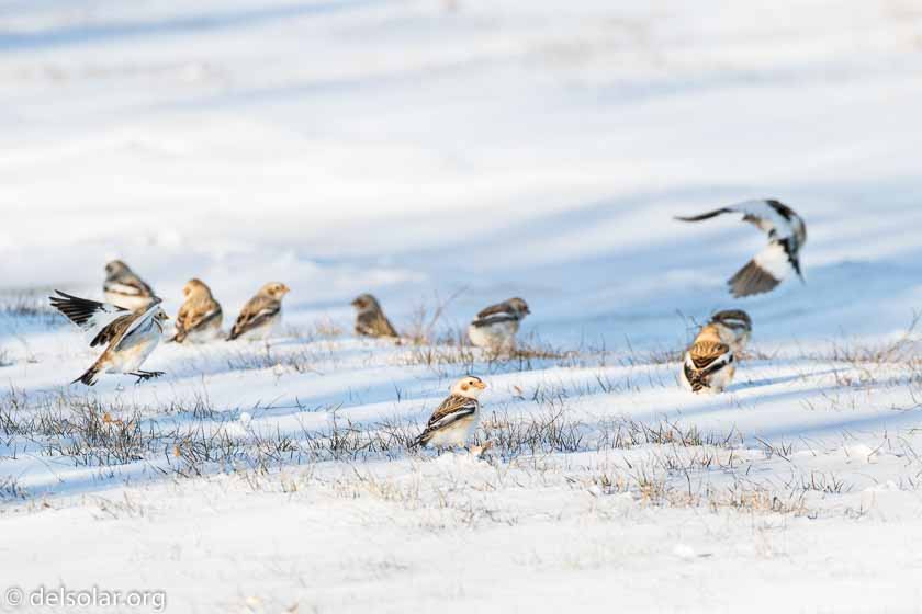 Canon EOS 7D Mark II  --  390 mm  --  EF100-400mm f/4.5-5.6L IS II USM +1.4x III  