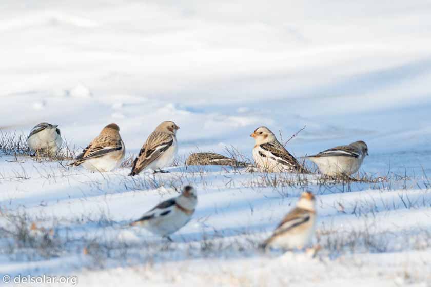 Canon EOS 7D Mark II  --  390 mm  --  EF100-400mm f/4.5-5.6L IS II USM +1.4x III  