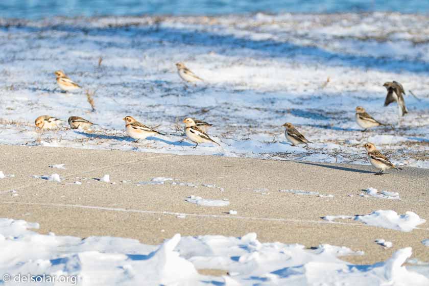 Canon EOS 7D Mark II  --  238 mm  --  EF100-400mm f/4.5-5.6L IS II USM +1.4x III  