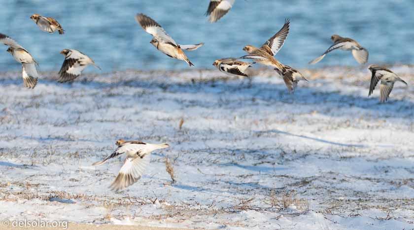 Canon EOS 7D Mark II  --  230 mm  --  EF100-400mm f/4.5-5.6L IS II USM +1.4x III  