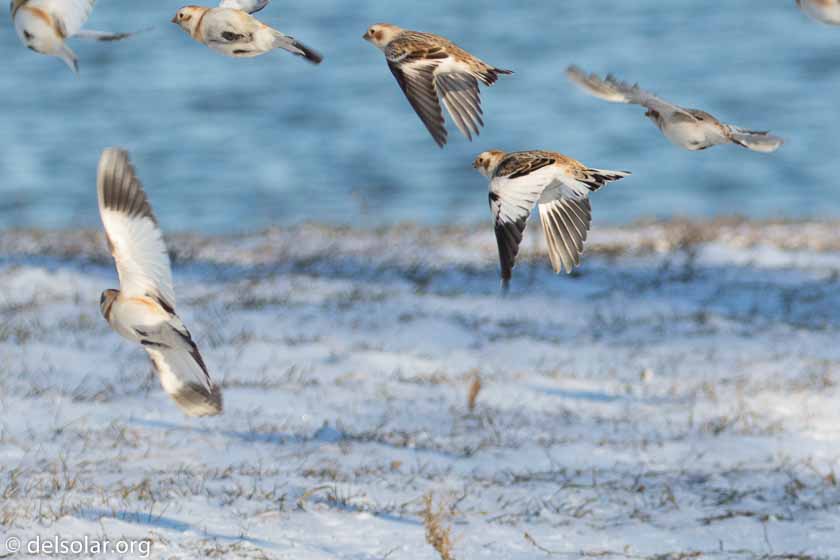 Canon EOS 7D Mark II  --  230 mm  --  EF100-400mm f/4.5-5.6L IS II USM +1.4x III  