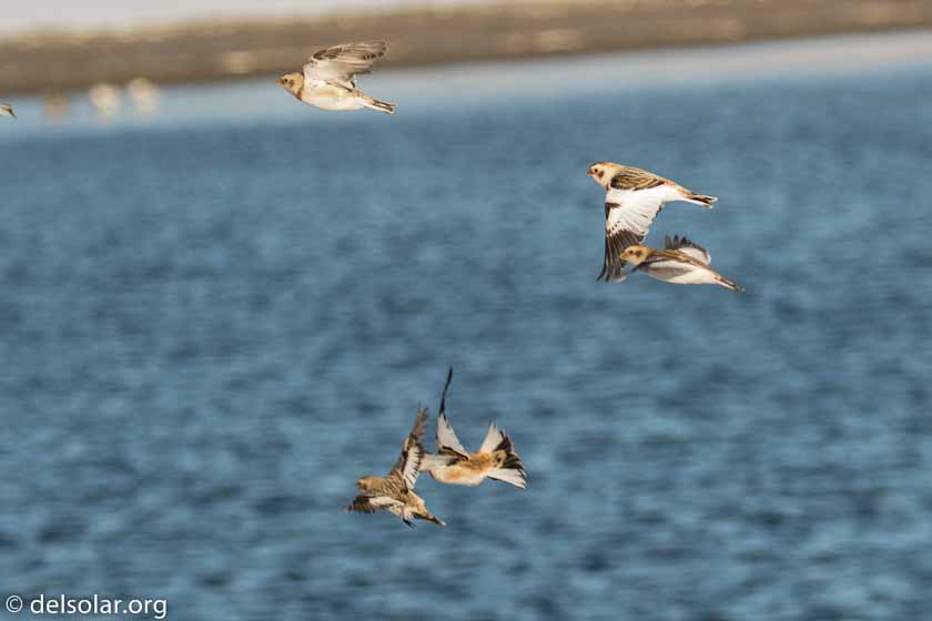 Canon EOS 7D Mark II  --  214 mm  --  EF100-400mm f/4.5-5.6L IS II USM +1.4x III  