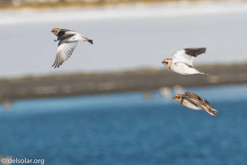 Canon EOS 7D Mark II  --  214 mm  --  EF100-400mm f/4.5-5.6L IS II USM +1.4x III  