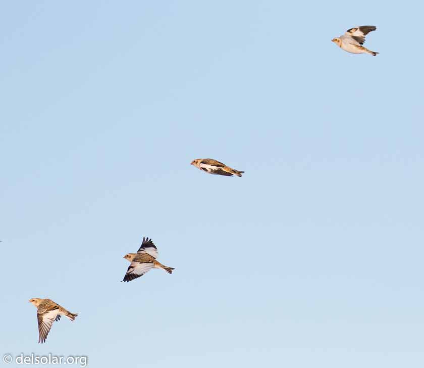 Canon EOS 7D Mark II  --  299 mm  --  EF100-400mm f/4.5-5.6L IS II USM +1.4x III  