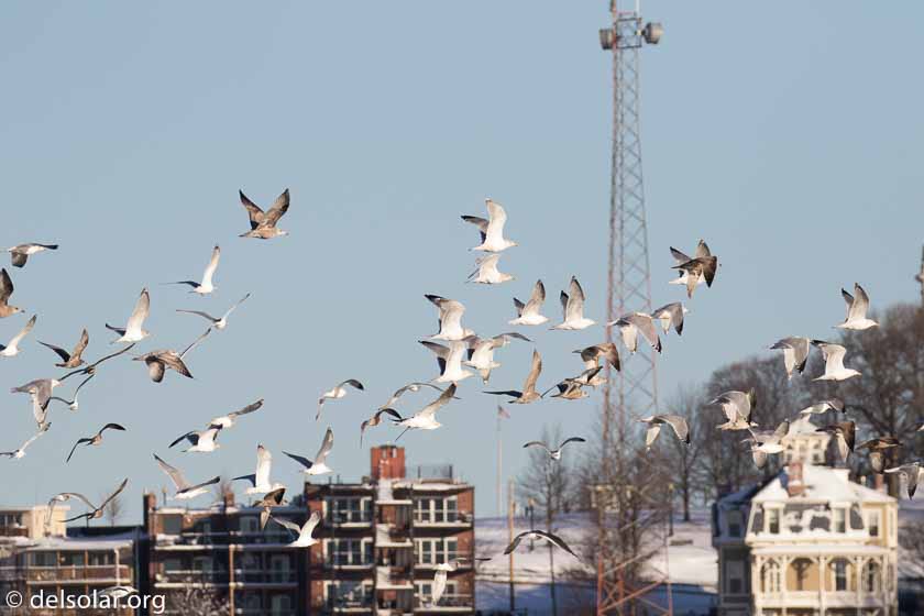 Canon EOS 7D Mark II  --  318 mm  --  EF100-400mm f/4.5-5.6L IS II USM +1.4x III  