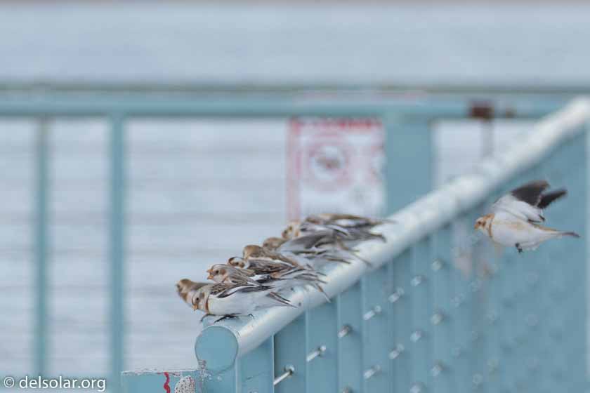 Canon EOS 7D Mark II  --  280 mm  --  EF100-400mm f/4.5-5.6L IS II USM +1.4x III  