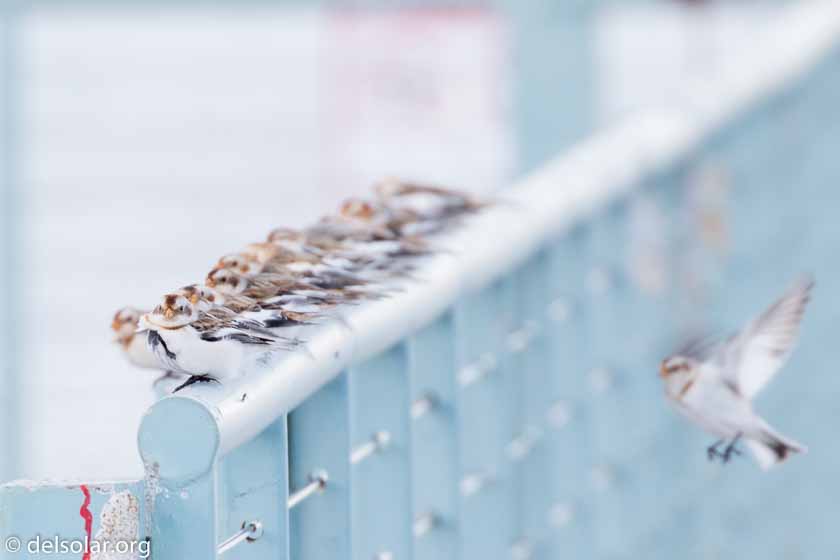 Canon EOS 7D Mark II  --  560 mm  --  EF100-400mm f/4.5-5.6L IS II USM +1.4x III  