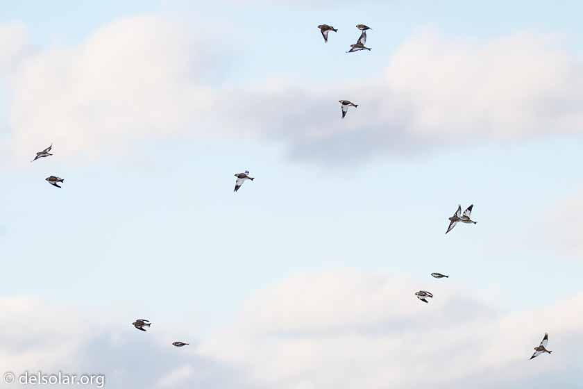 Canon EOS 7D Mark II  --  247 mm  --  EF100-400mm f/4.5-5.6L IS II USM +1.4x III  