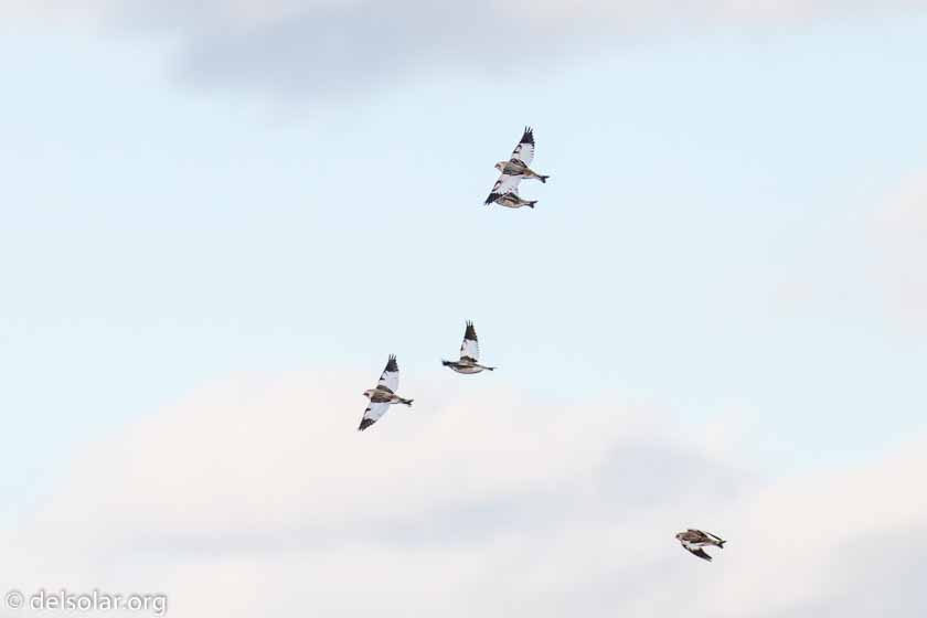 Canon EOS 7D Mark II  --  247 mm  --  EF100-400mm f/4.5-5.6L IS II USM +1.4x III  