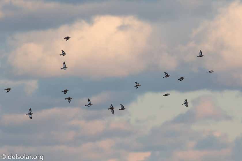 Canon EOS 7D Mark II  --  349 mm  --  EF100-400mm f/4.5-5.6L IS II USM  