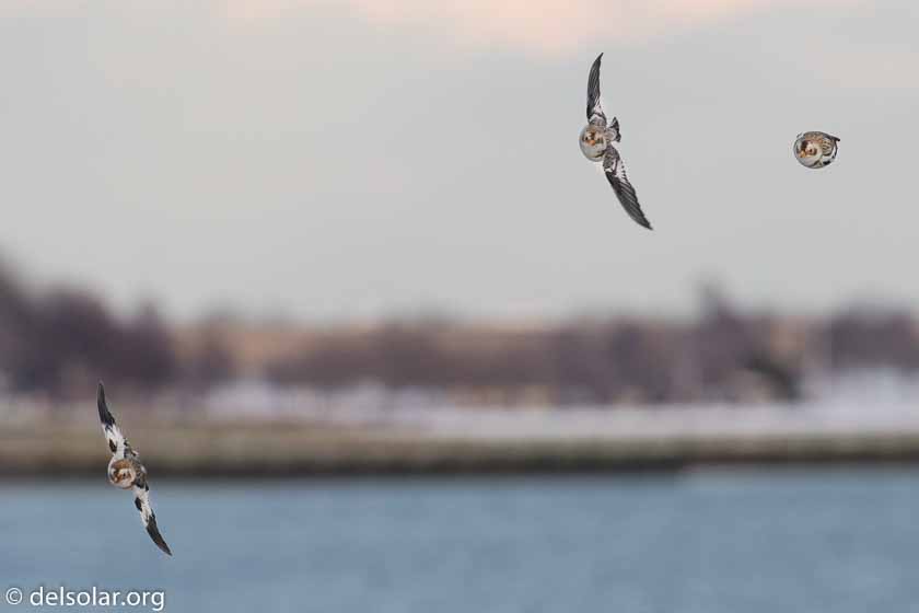 Canon EOS 7D Mark II  --  349 mm  --  EF100-400mm f/4.5-5.6L IS II USM  