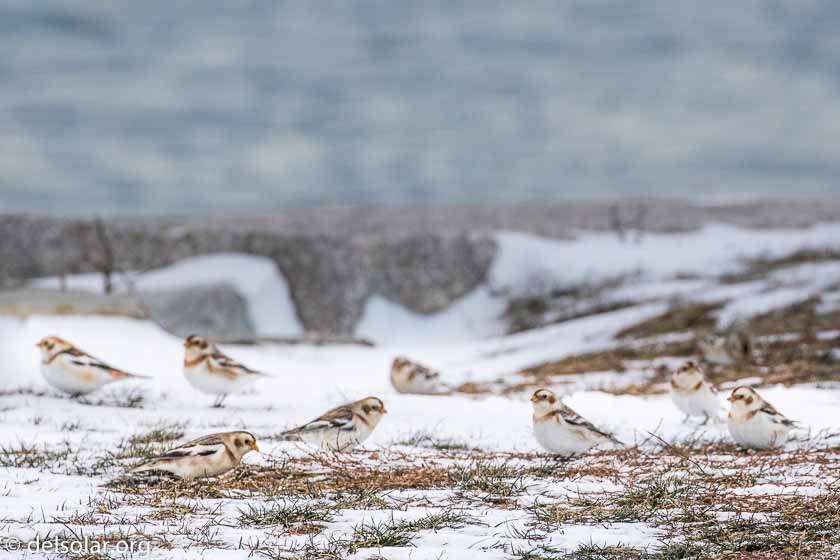 Canon EOS 7D Mark II  --  349 mm  --  EF100-400mm f/4.5-5.6L IS II USM  