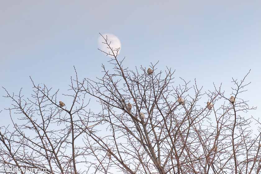 Canon EOS 7D Mark II  --  227 mm  --  EF100-400mm f/4.5-5.6L IS II USM  