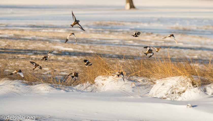 Canon EOS 5D Mark III  --  238 mm  --  EF100-400mm f/4.5-5.6L IS II USM +1.4x III  