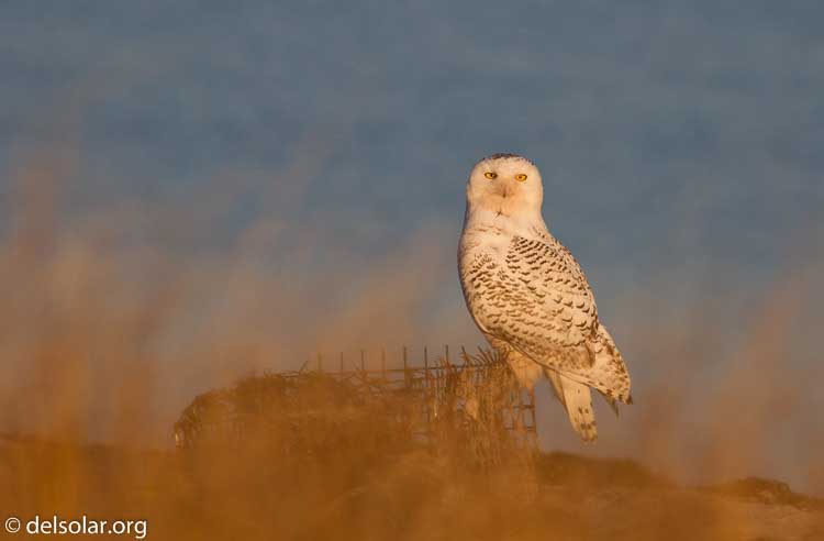 Canon EOS 7D  --  400 mm  --  EF400mm f/5.6L USM  