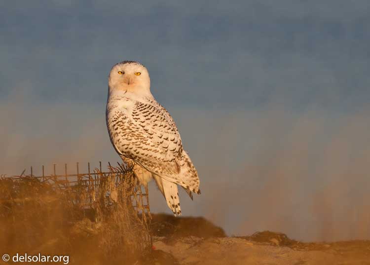 Canon EOS 7D  --  400 mm  --  EF400mm f/5.6L USM  