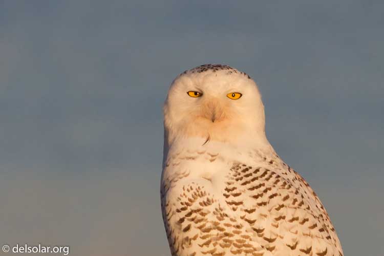 Canon EOS 7D  --  400 mm  --  EF400mm f/5.6L USM  