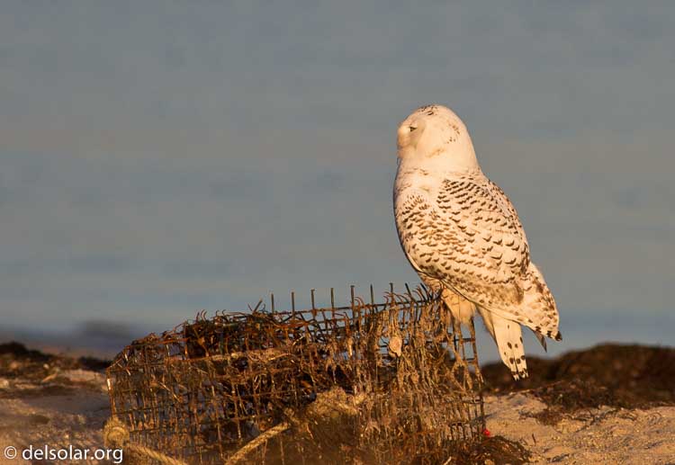 Canon EOS 7D  --  400 mm  --  EF400mm f/5.6L USM  