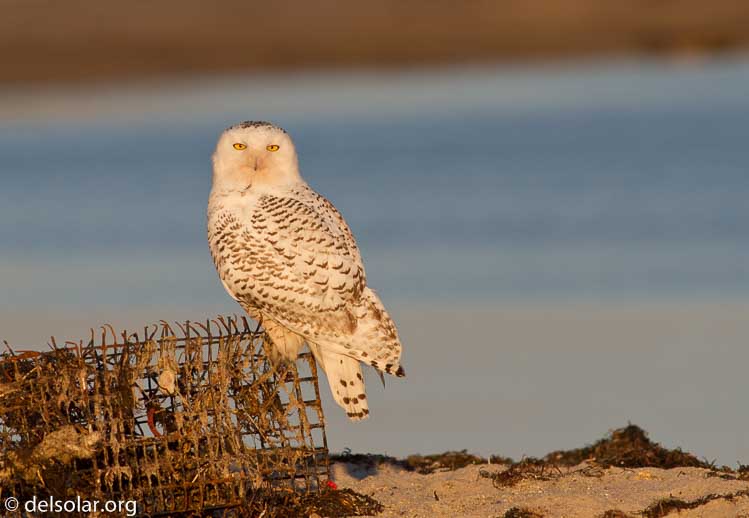 Canon EOS 7D  --  400 mm  --  EF400mm f/5.6L USM  