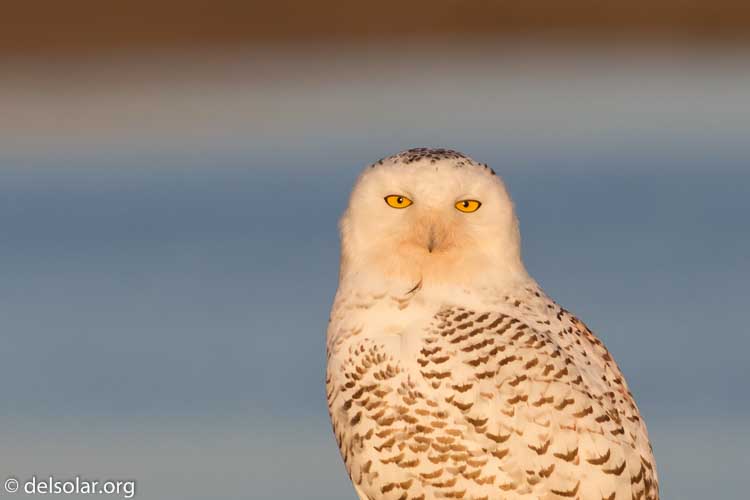 Canon EOS 7D  --  400 mm  --  EF400mm f/5.6L USM  