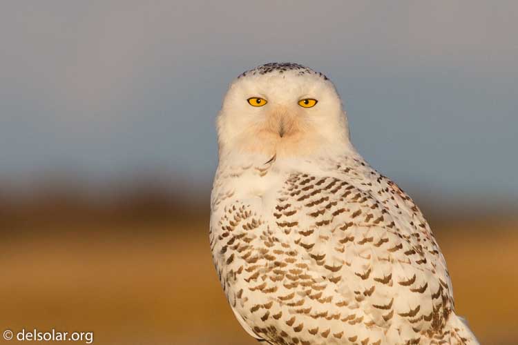 Canon EOS 7D  --  400 mm  --  EF400mm f/5.6L USM  