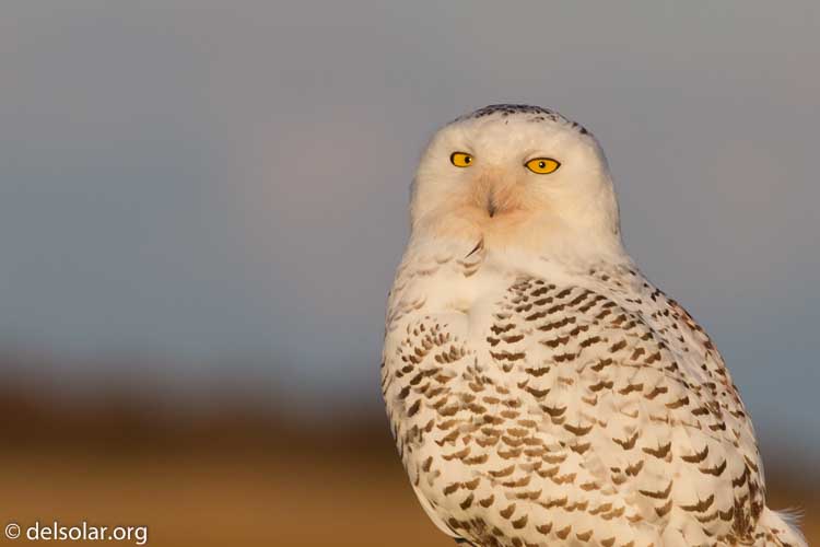 Canon EOS 7D  --  400 mm  --  EF400mm f/5.6L USM  