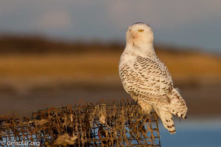 Canon EOS 7D  --  400 mm  --  EF400mm f/5.6L USM  