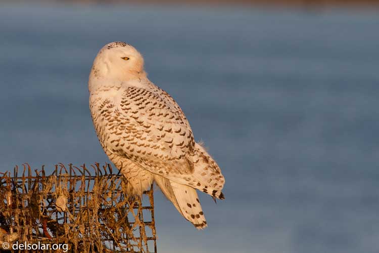 Canon EOS 7D  --  400 mm  --  EF400mm f/5.6L USM  