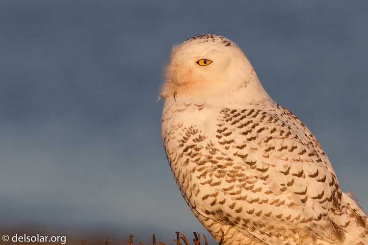 Canon EOS 7D  --  400 mm  --  EF400mm f/5.6L USM  