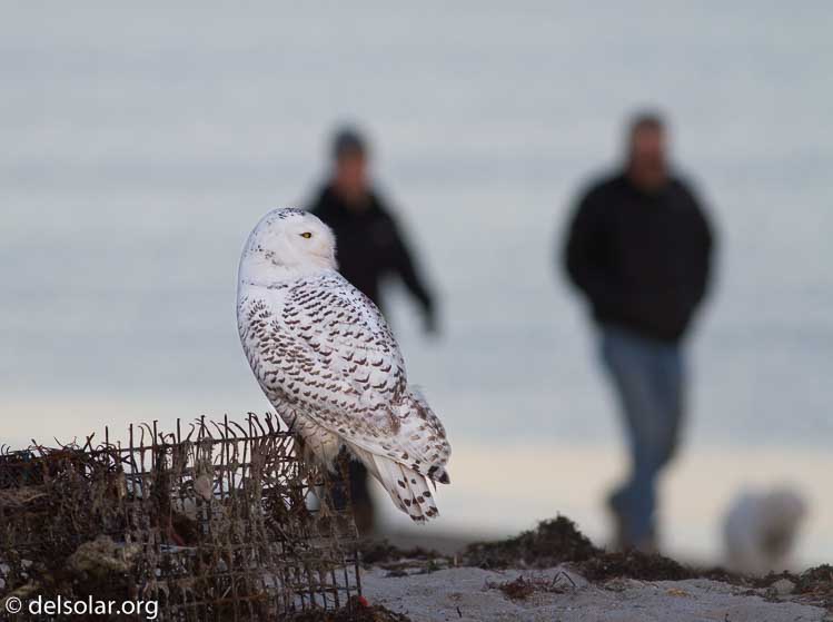 Canon EOS 7D  --  400 mm  --  EF400mm f/5.6L USM  