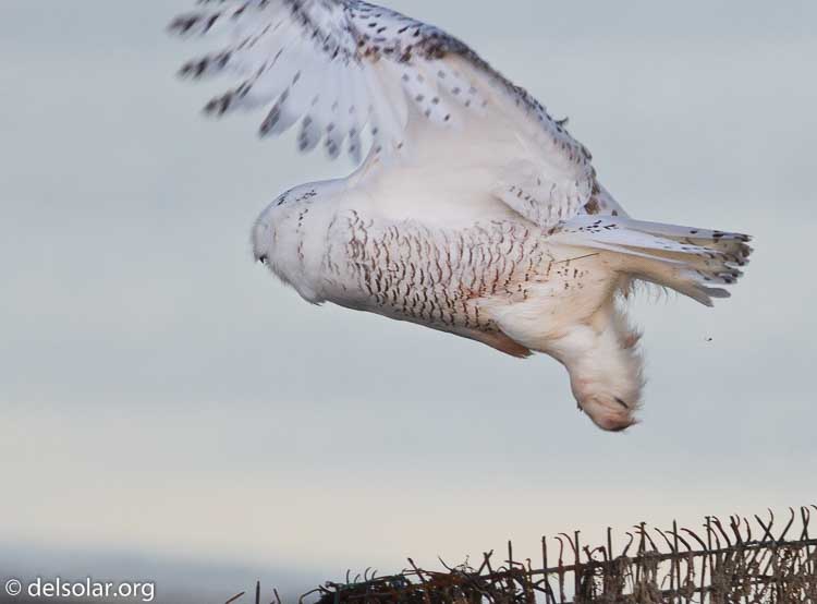 Canon EOS 7D  --  400 mm  --  EF400mm f/5.6L USM  