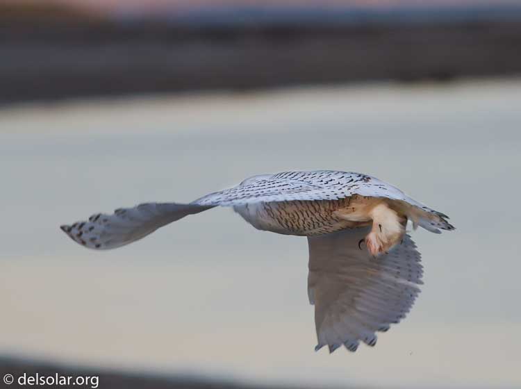 Canon EOS 7D  --  400 mm  --  EF400mm f/5.6L USM  