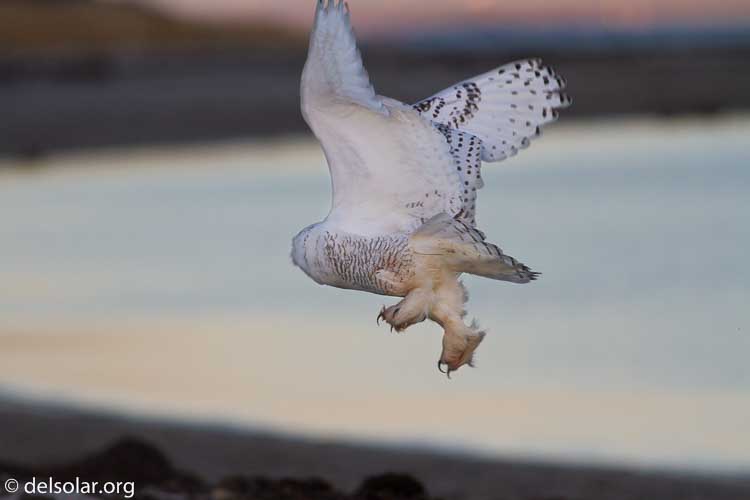 Canon EOS 7D  --  400 mm  --  EF400mm f/5.6L USM  