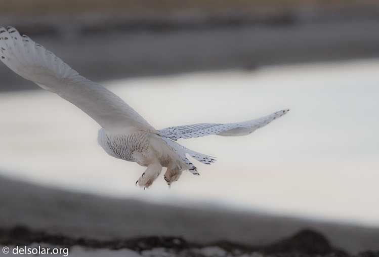 Canon EOS 7D  --  400 mm  --  EF400mm f/5.6L USM  