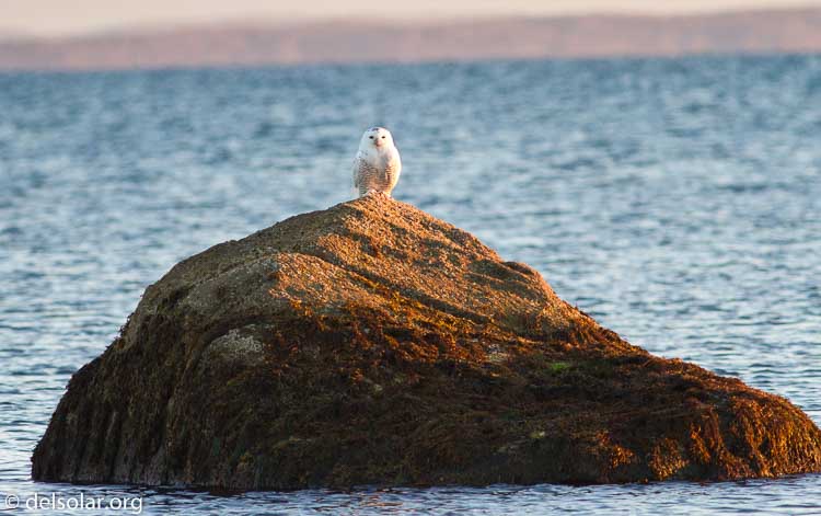 Canon EOS 7D  --  400 mm  --  EF400mm f/5.6L USM  