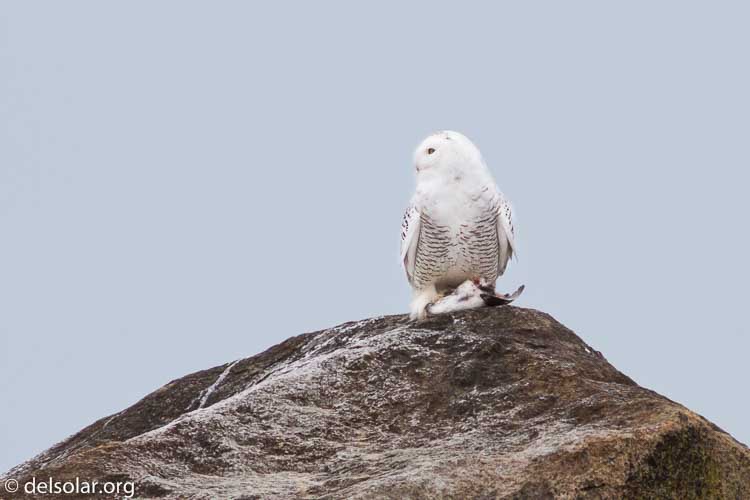 Canon EOS 7D  --  400 mm  --  EF400mm f/5.6L USM  