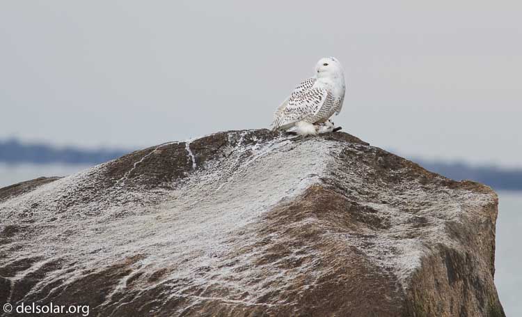 Canon EOS 7D  --  400 mm  --  EF400mm f/5.6L USM  