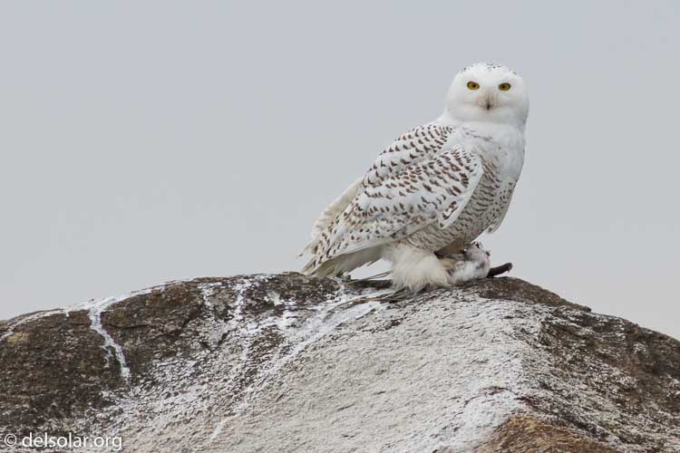 Canon EOS 7D  --  400 mm  --  EF400mm f/5.6L USM  