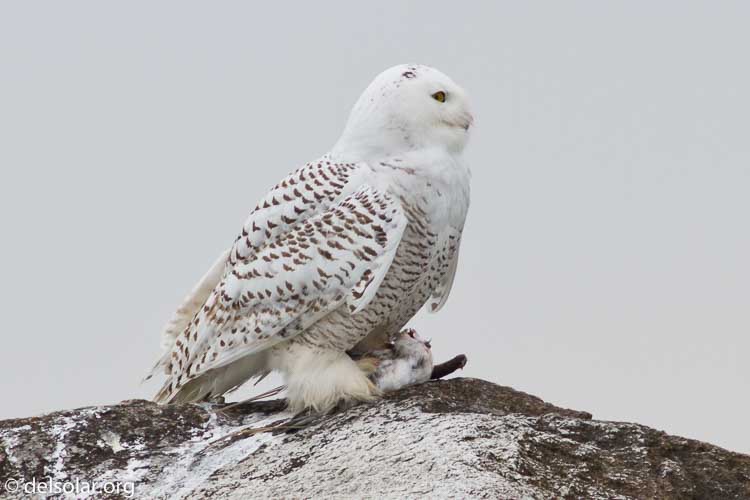 Canon EOS 7D  --  400 mm  --  EF400mm f/5.6L USM  