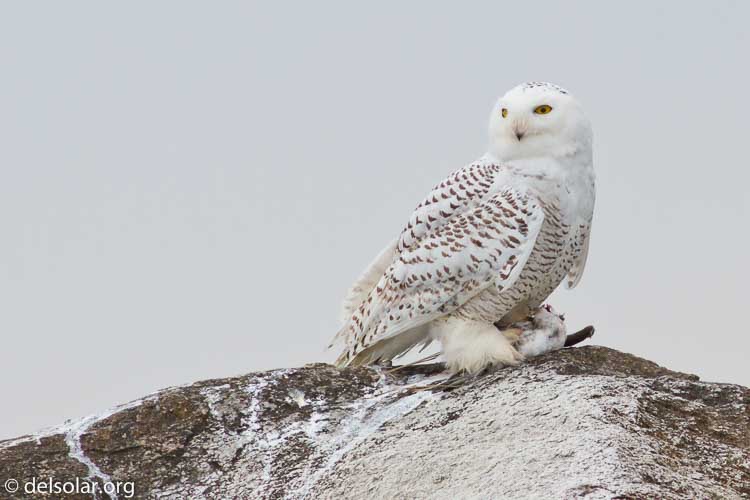 Canon EOS 7D  --  400 mm  --  EF400mm f/5.6L USM  