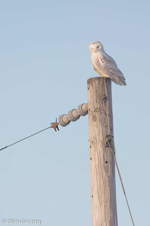 Canon EOS 5D Mark III  --  500 mm  --  EF500mm f/4L IS USM  