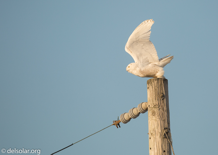 Canon EOS 5D Mark III  --  500 mm  --  EF500mm f/4L IS USM  